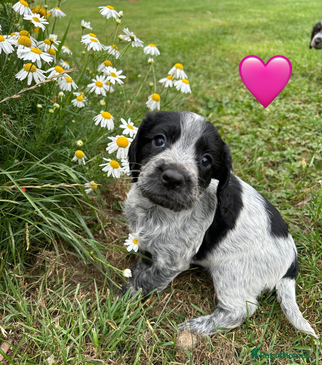 Cocker Spaniel dogs for sale: GORGEOUS WORKING COCKER PUPS - Image 5