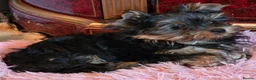 Yorkshire Terrier dogs for sale: Beautiful Yorkshire Terrier Girls - Advert 9