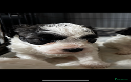 Shichon dogs for sale: 5 beautiful Shichon girls  - Image 36