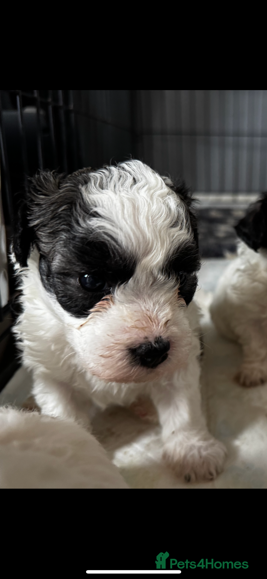 Shichon dogs for sale: 5 beautiful Shichon girls  - Image 36