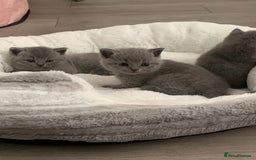 British Shorthair cats for sale: Beautiful British shorthair female kittens - Image 9