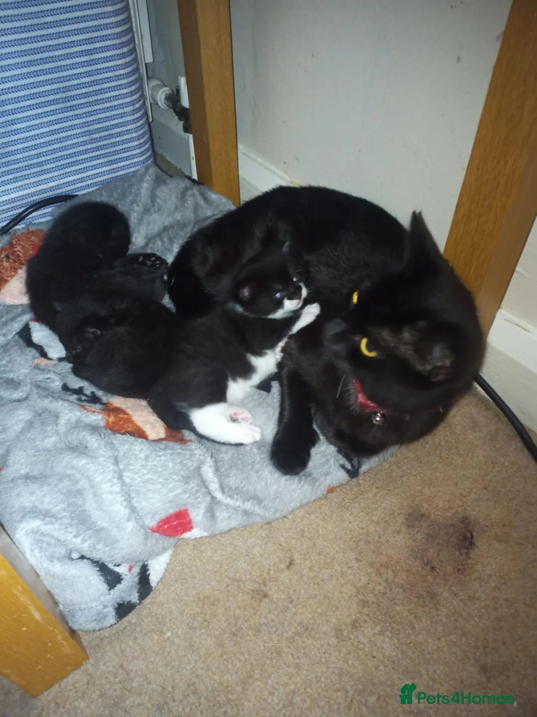 British Shorthair cats for sale: Two kittens for sale  - Advert 1