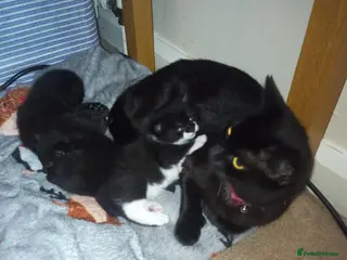 British Shorthair cats Two kittens for sale - Advert 1