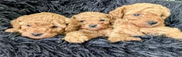 Toy Poodle dogs for sale: Stunning K. C reg Toy Poodle Puppies - Advert 3