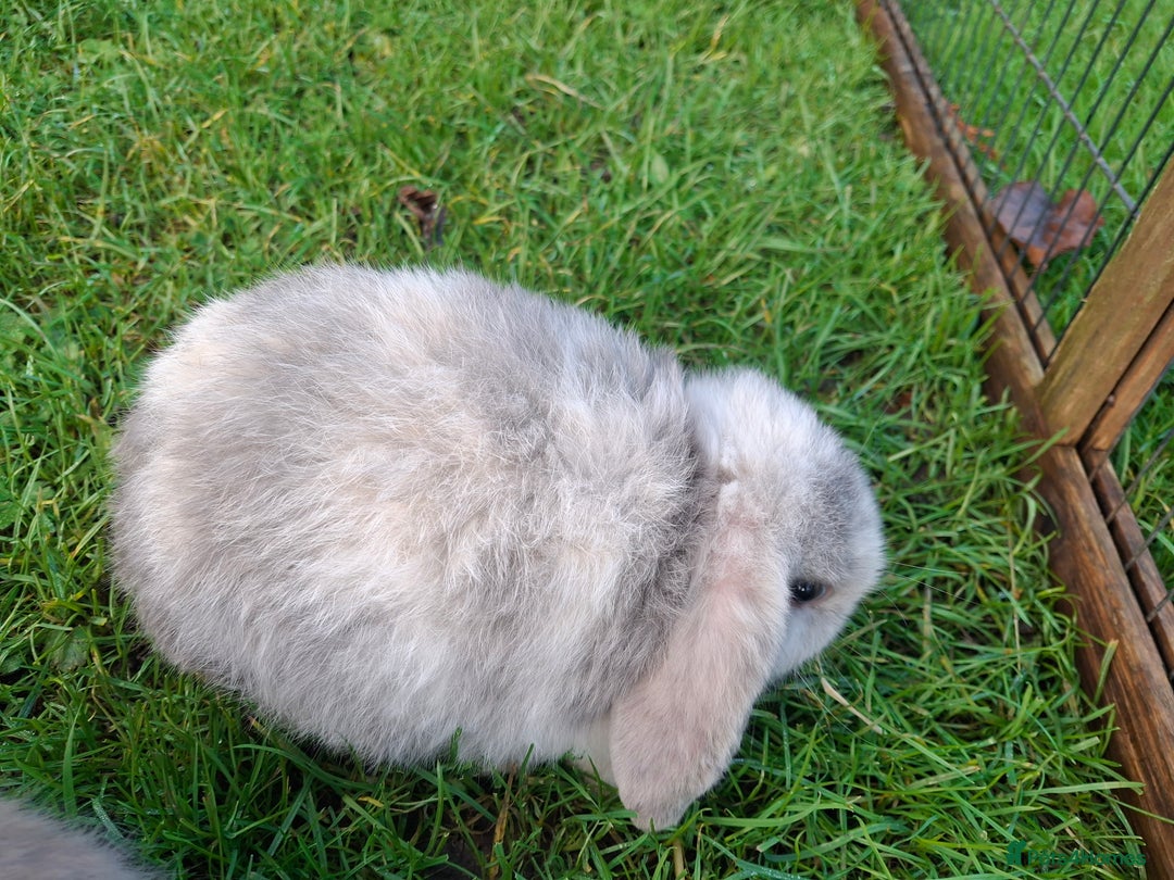 Mini Lop rabbits for sale: Baby Mini Lops - Advert 6