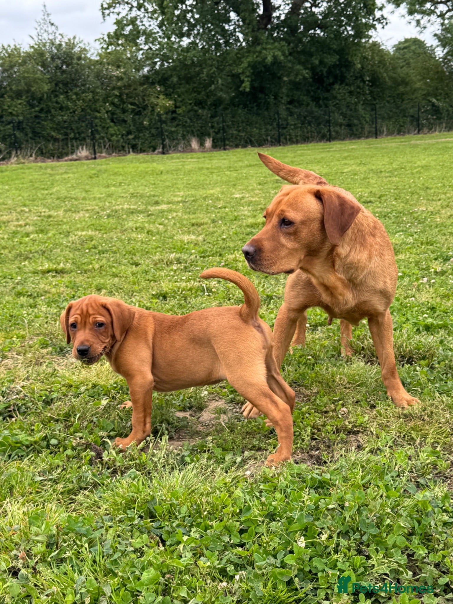 Labrador Retriever dogs Girl - Wonderful KC Litter Fox Red Labradors  - Advert 2