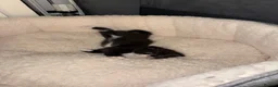 Mixed Breed cats for sale: 3 male kittens for sale  in Evesham - Advert 19