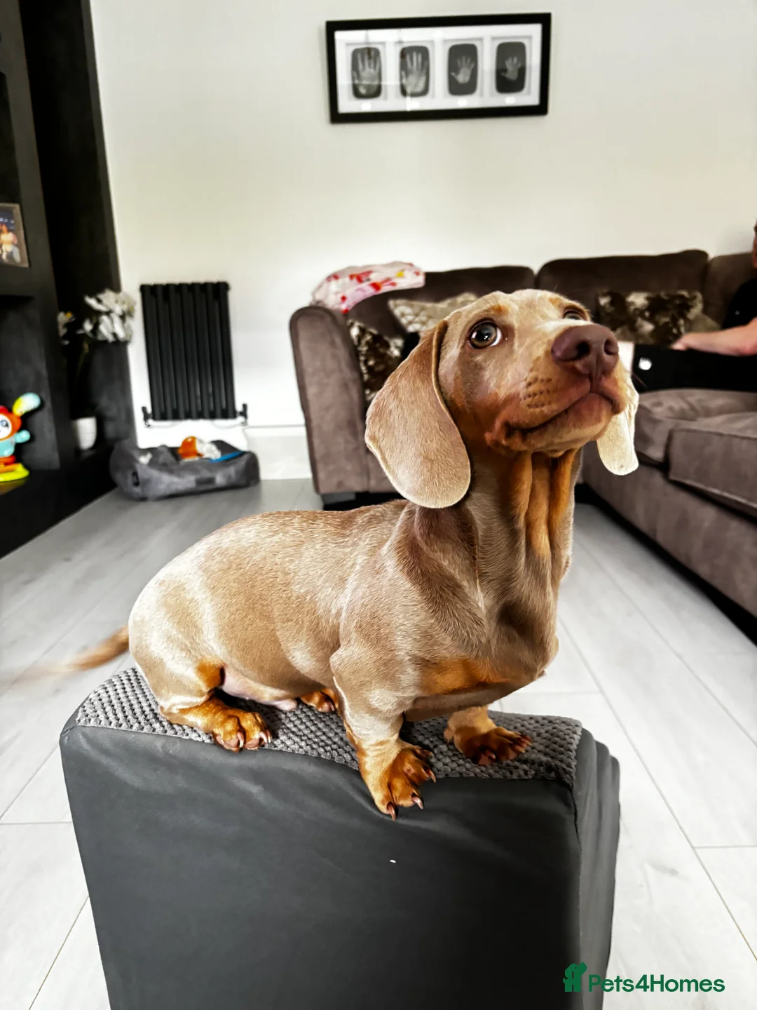 Miniature Dachshund dogs for stud: KC registered Isabelle & Tan  in Pontefract - Advert 6