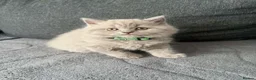 British Shorthair cats for sale: Left 1 female fluffy British shorthair kitty!!!… - Advert 17