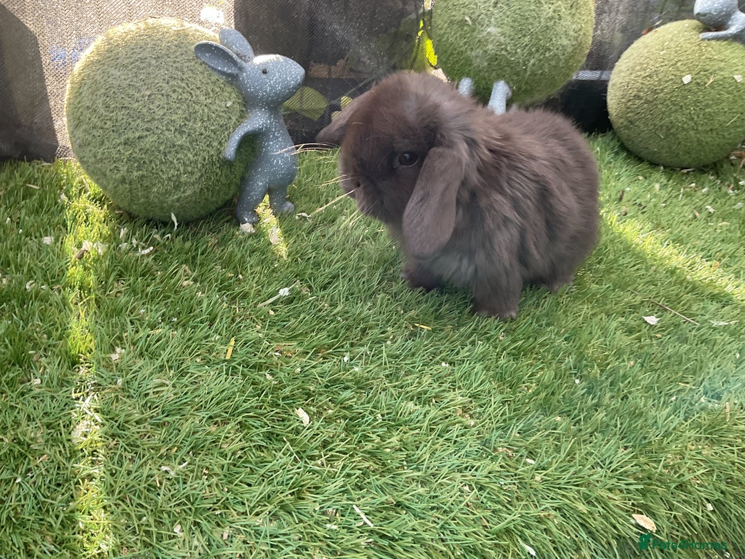 Mini Lop rabbits for sale: Baby mini lops and mini lion lop baby rabbits - Advert 19