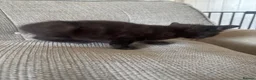 Mixed Breed cats for sale: Bsh cross mixed breed kittens  ready 17august  - Advert 12