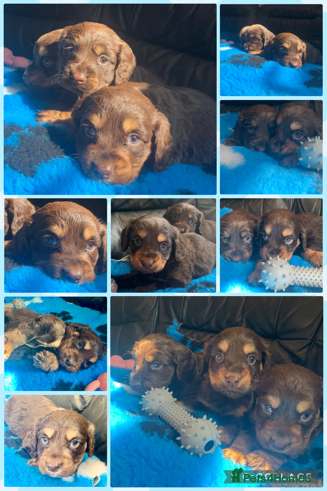 Cocker Spaniel dogs for sale: Beautiful Cockapoo puppies  - Advert 1