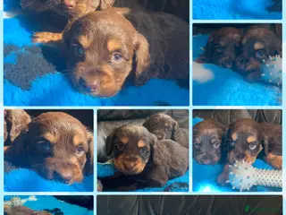 Cocker Spaniel dogs Beautiful Cockapoo puppies - Advert 1