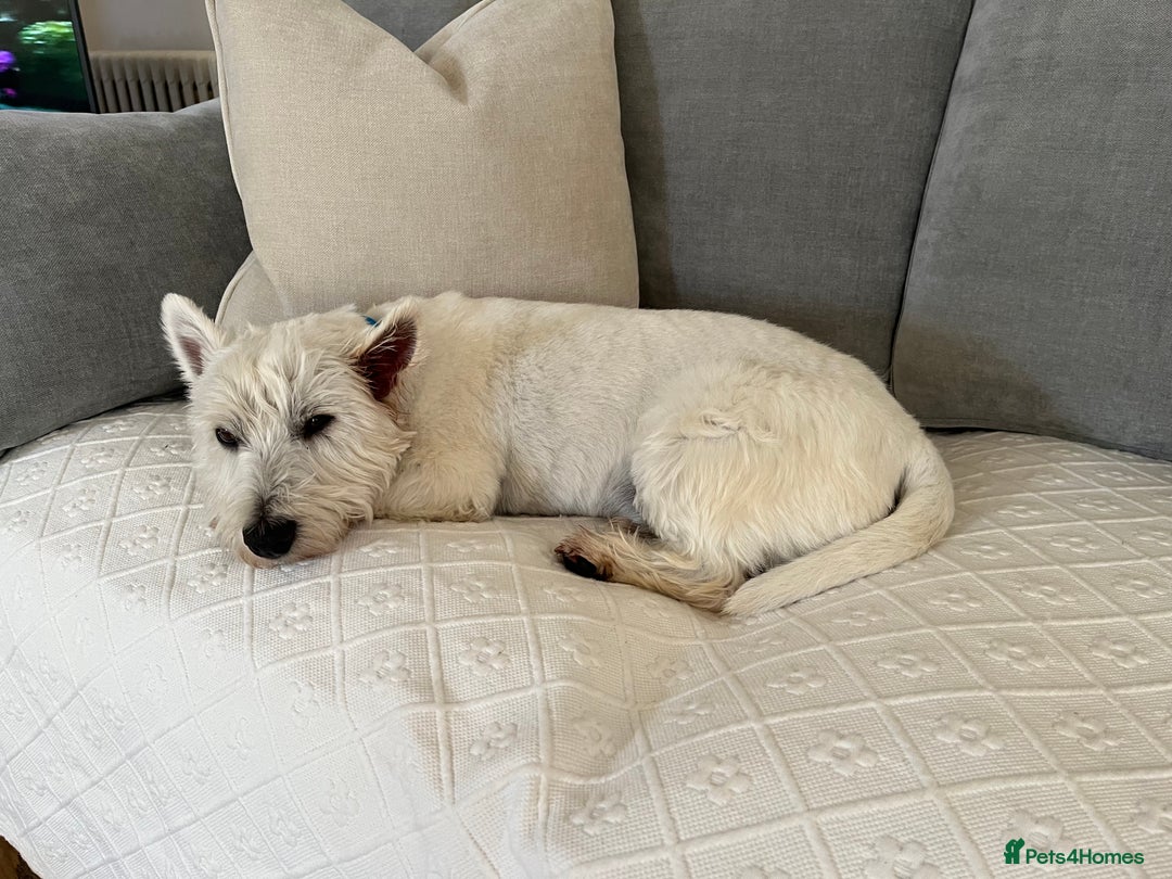 West Highland Terrier dogs for sale: Handsome West Highland Terrier - Image 4