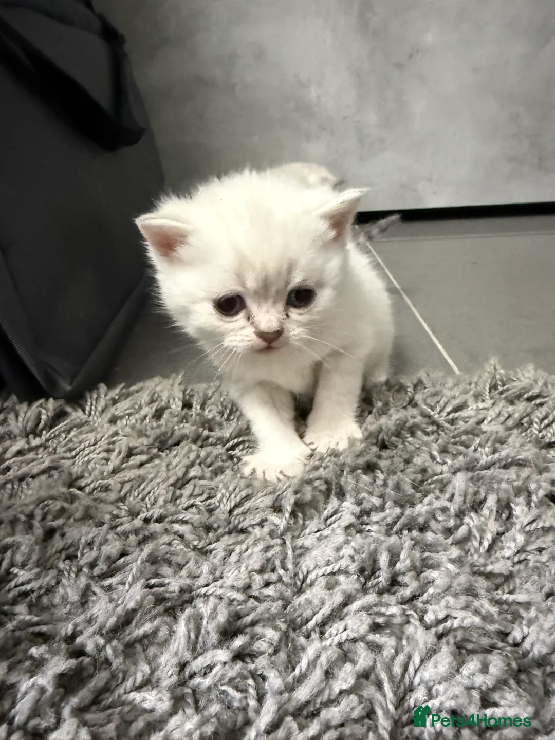 British Shorthair cats for sale: Amazing British Shorthair kitten - Advert 2