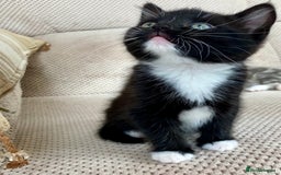 Mixed Breed cats for sale: Lovely, amazing Tabby girl looking for home💘 - Image 13