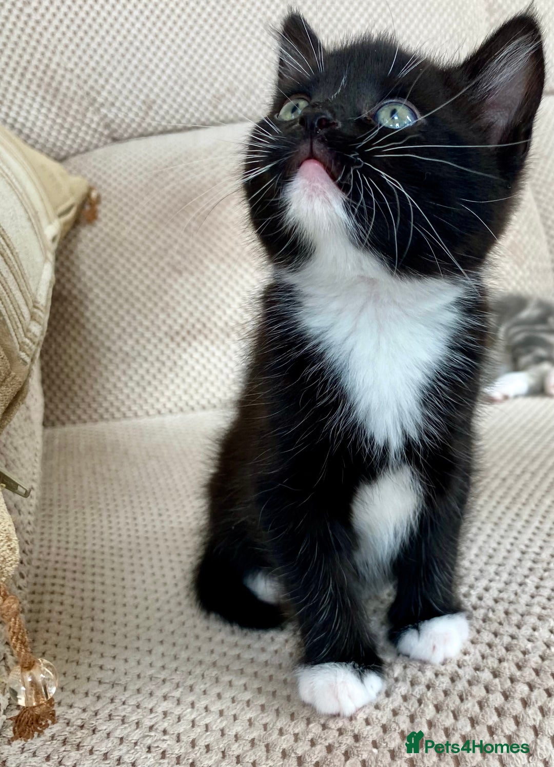 Mixed Breed cats for sale: Lovely, amazing Tabby girl looking for home💘 - Image 13