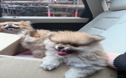 Pomeranian dogs for sale: 2 Pomeranian boys for sale in London  - Image 8