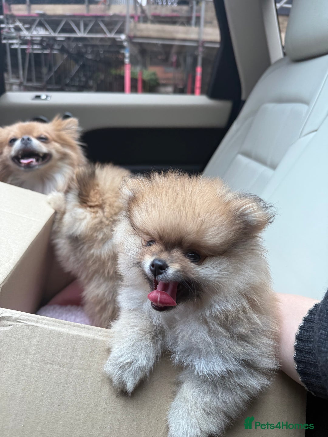Pomeranian dogs for sale: 2 Pomeranian boys for sale in London  - Image 8