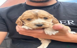 Cocker Spaniel dogs for sale: Show type cocker spaniel  - Image 20