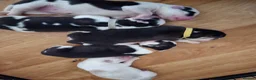 Siberian Husky dogs for sale: SIBERIAN HUSKY PUPS, 4 GIRLS, 1 BOY  - Advert 4