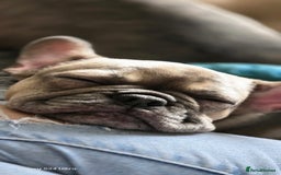 French Bulldog dogs for sale: GOLDEN French Bulldog  - Image 18