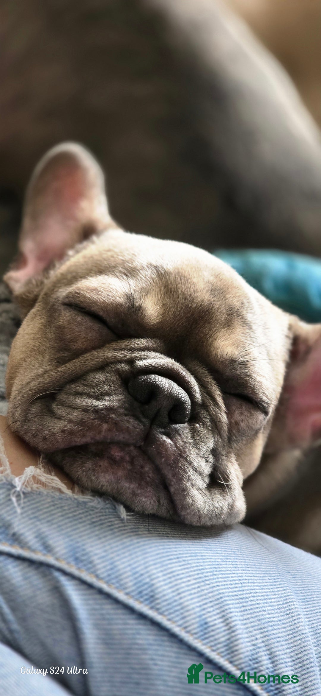 French Bulldog dogs for sale: GOLDEN French Bulldog  - Image 18