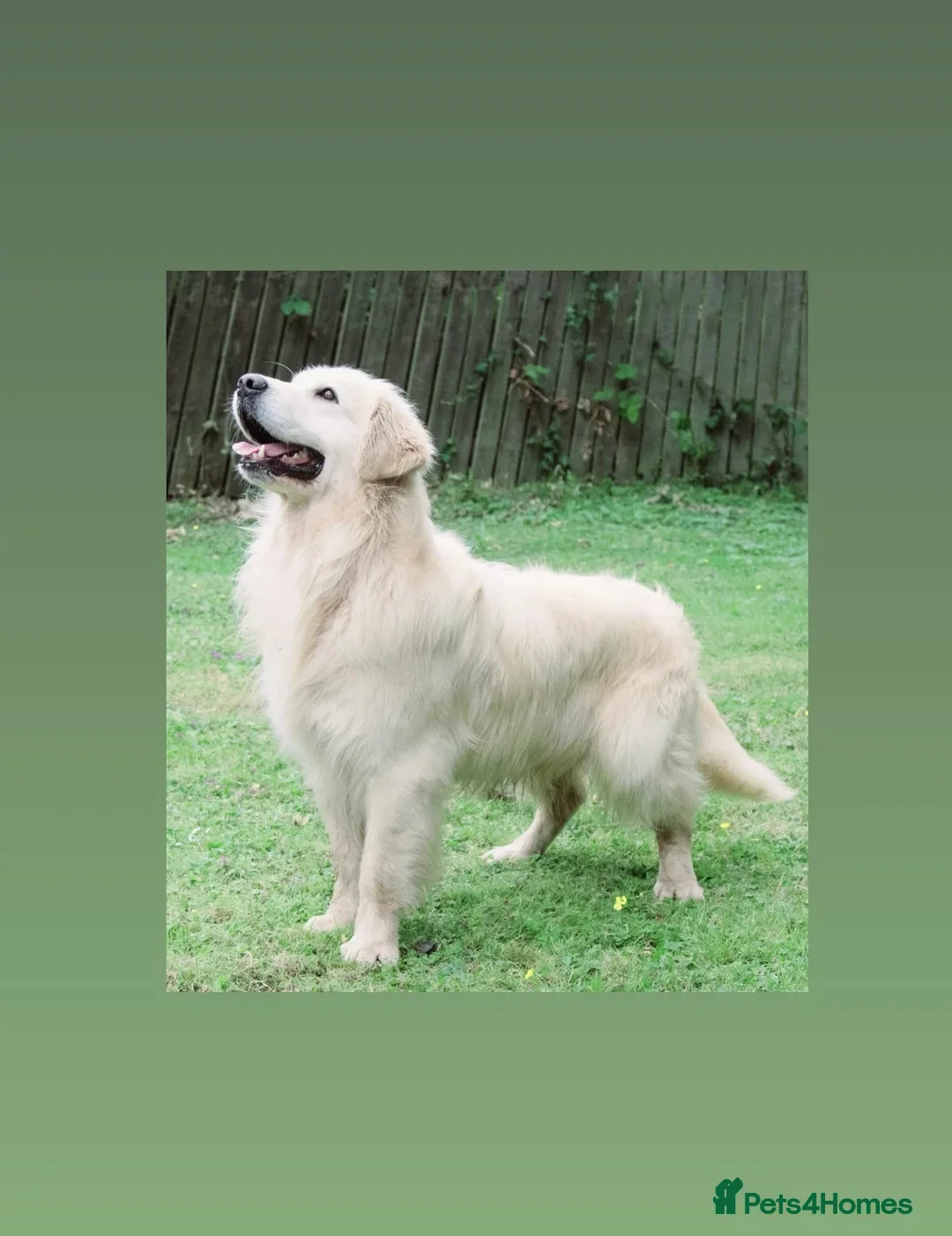 Golden Retriever dogs for sale: INTERNATIONAL PEDIGREE EXCEPTIONAL HEALTH TESTING. - Advert 1