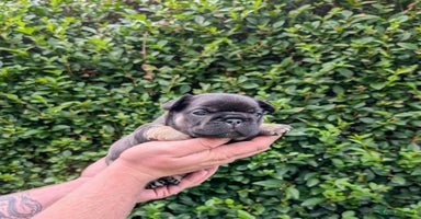 French Bulldog dogs - Advert 15