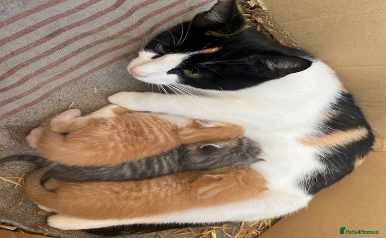 Mixed Breed cats - Advert 4
