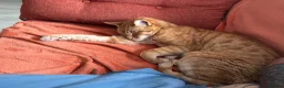 Domestic Shorthair cats for sale: Adult male cat for adoption - Advert 3