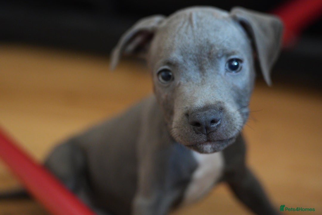 Staffordshire Bull Terrier dogs for sale: 🧸 Adorable Staffy puppies 🧸 - Image 22