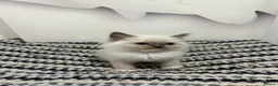 Ragdoll cats for sale: TICA Pedigree Ragdolls Kittens  - Advert 25