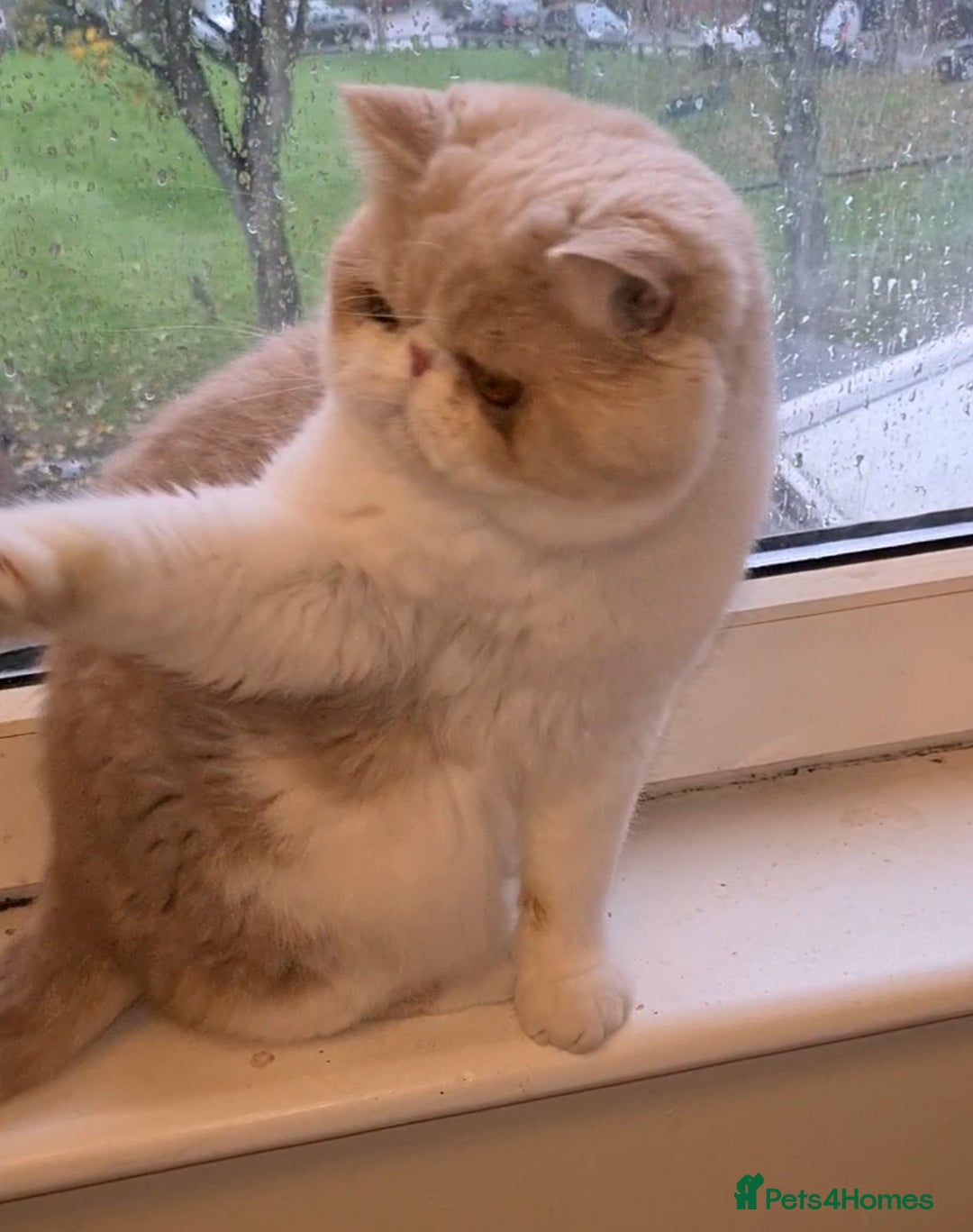 Exotic cats for stud: CREAM TABBY AND WHITE EXOTIC STUD in Barnsley - Advert 17