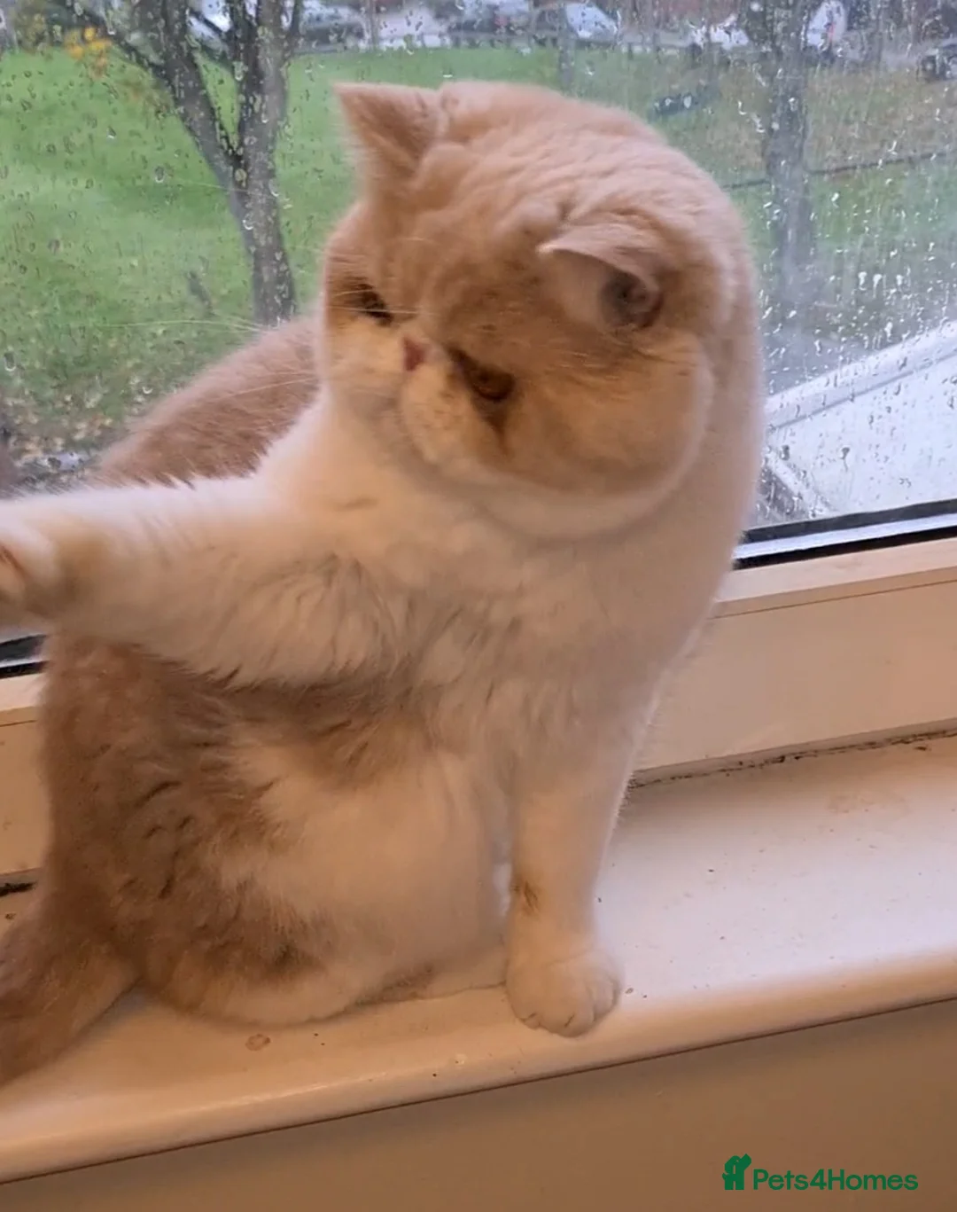 Exotic cats for stud: CREAM TABBY AND WHITE EXOTIC STUD in Barnsley - Advert 17