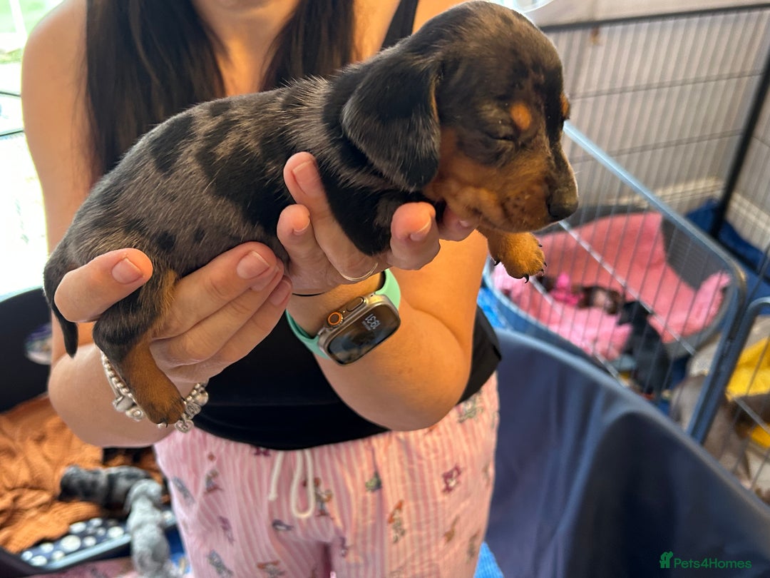 Miniature Dachshund dogs for sale: Six beautiful miniature Dachshunds - Image 30