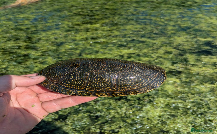 Turtle reptiles - Advert 1