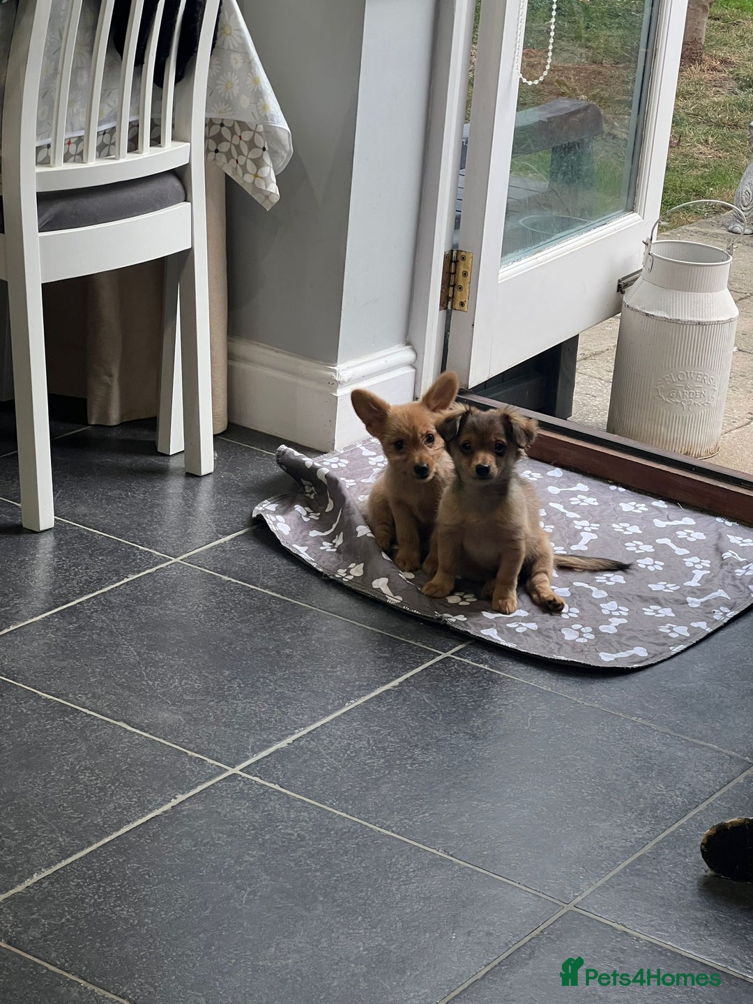 Mixed Breed dogs for sale: X2 Dauchshund/ Pomeranian pups - Image 20