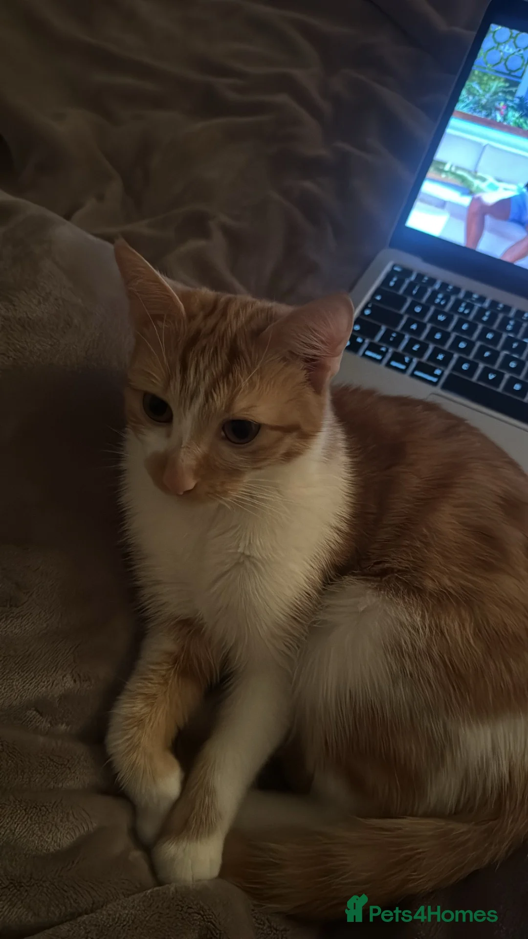 Mixed Breed cats for sale: Female White and Ginger Cat - Advert 5