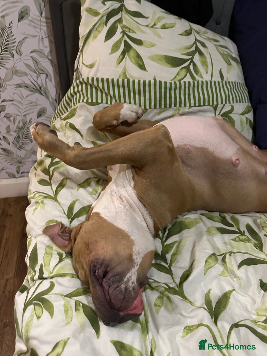 American Bulldog dogs for stud: Looking for a stud - Advert 5