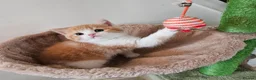 Scottish Fold cats for sale: Adorable Scottish Fold Straight Ear Kittens  - Advert 9