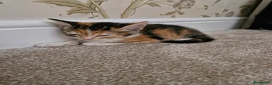 Mixed Breed 4