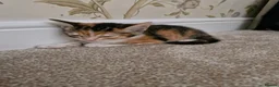 Mixed Breed cats for sale: Kittens Ready Now in Basildon - Advert 17