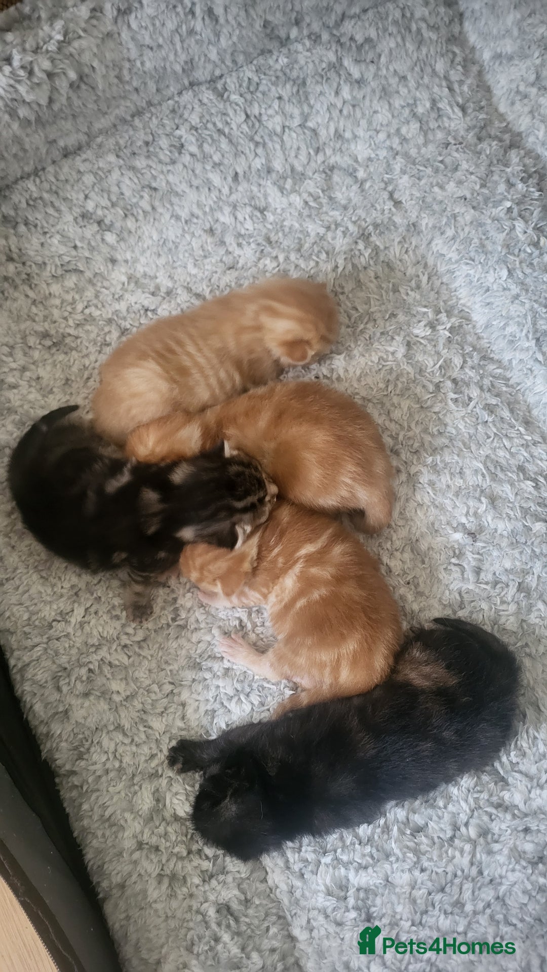 Mixed Breed cats for sale: Beautiful kittens for sale - Image 10