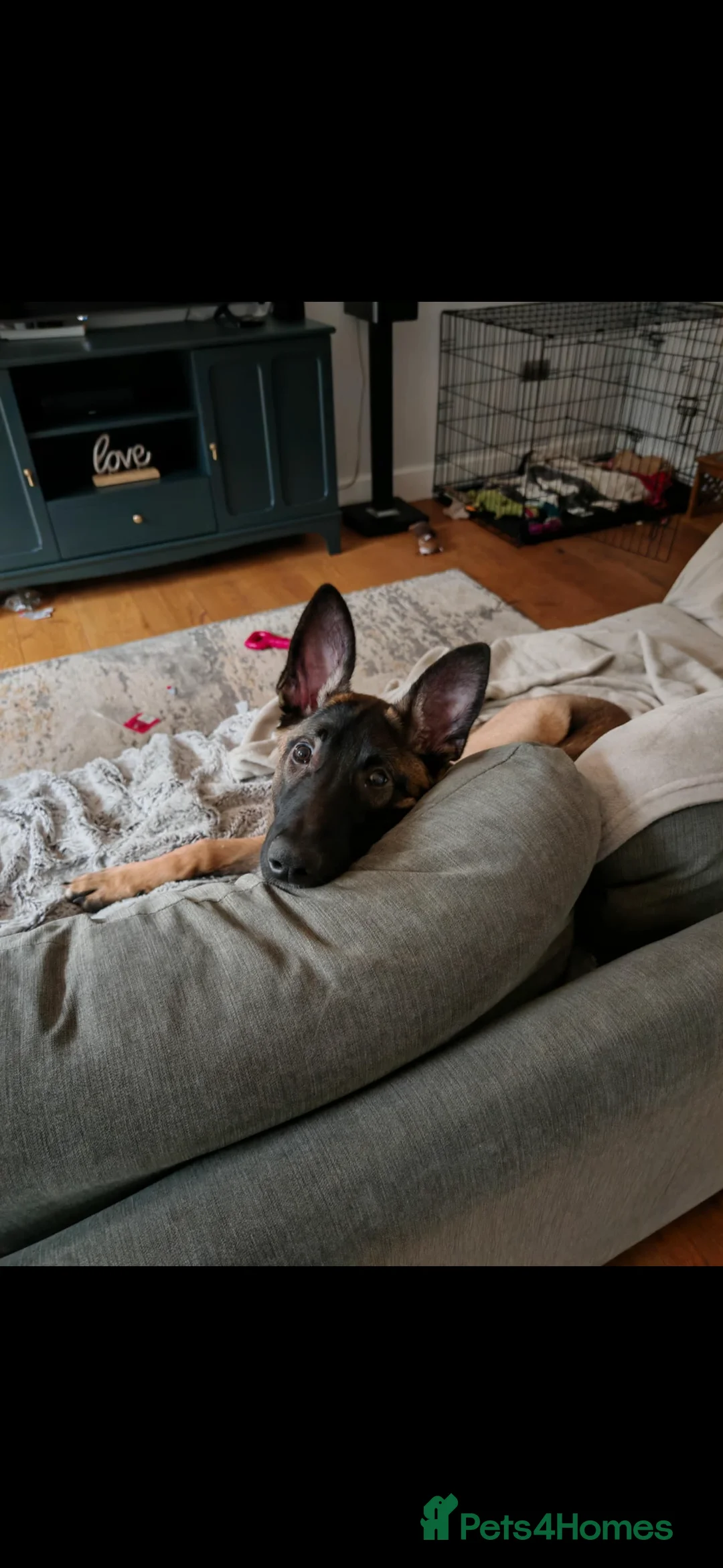 Belgian Shepherd Dog dogs for sale: Malinios male puppy in Barnoldswick - Advert 11