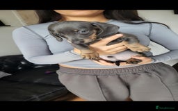 Dachshund dogs for sale: Mini dachshund forsale! - Image 9