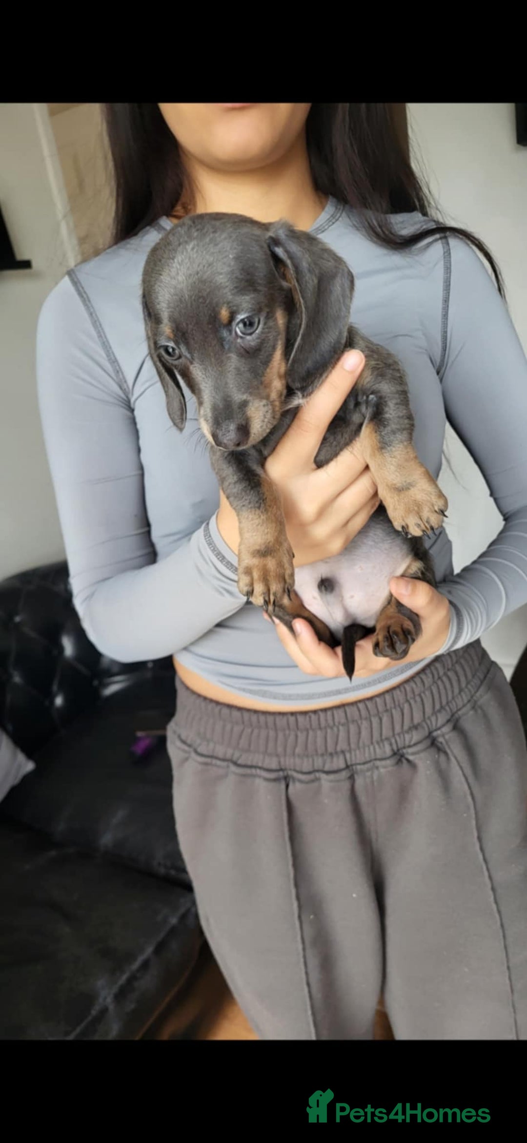 Dachshund dogs for sale: Mini dachshund forsale! - Image 9
