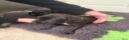 Patterdale Terrier dogs for sale: Beautiful Patterdale 1/4 Lakeland puppies  in Doncaster - Advert 5