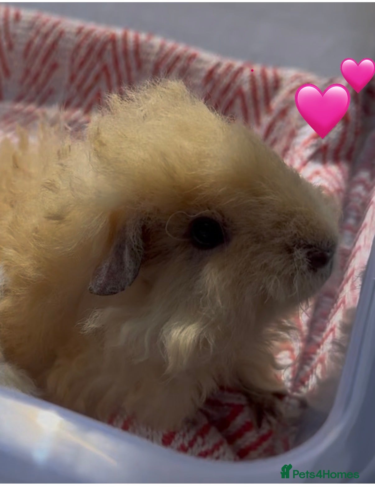 Guinea Pig rodents Texel Guinea Pigs Last 2 Sows and Last 2 Boars - Advert 1