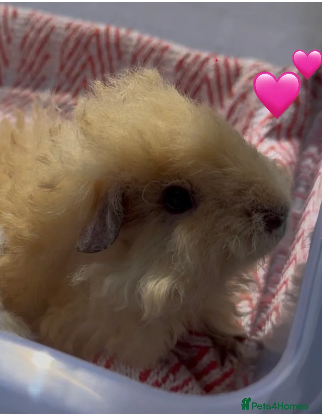 Guinea Pig rodents for sale: Texel Guinea Pigs Last 2 Sows and Last Boars - Advert 1